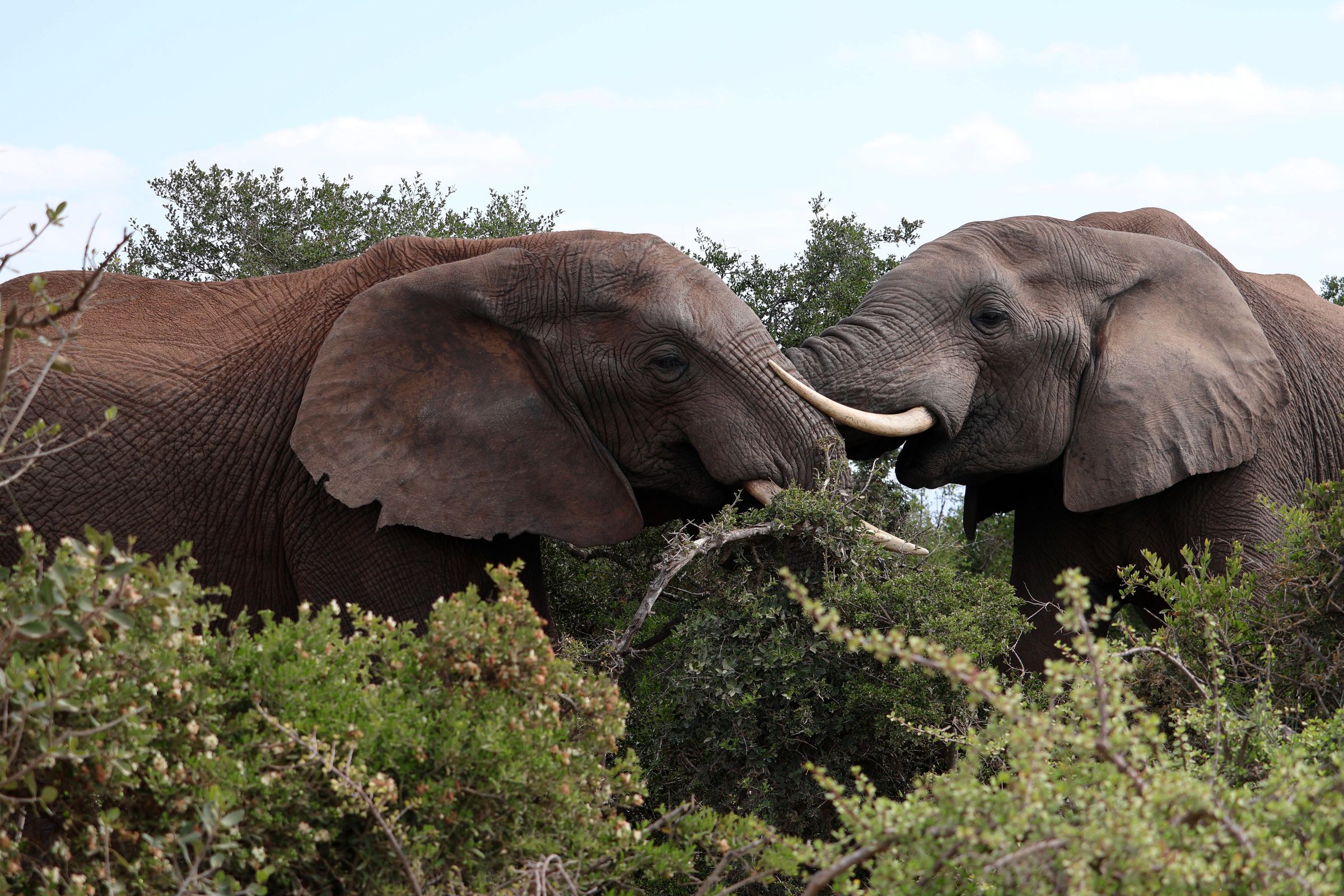 Tag 13 – Addo Elephant Park Tag 13 – Addo Elephant Park