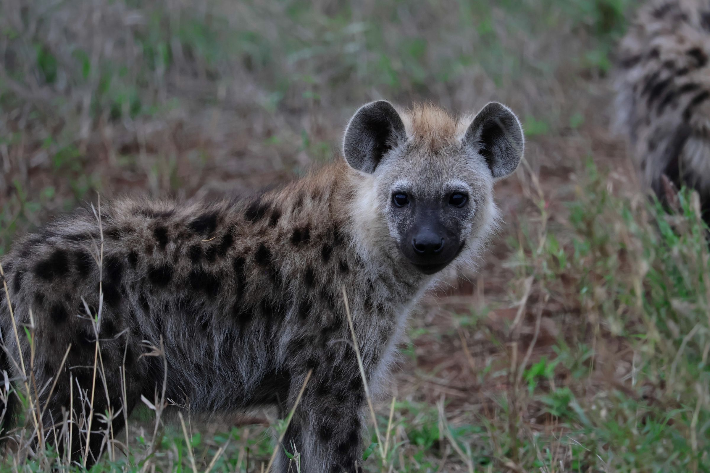 Tag 17 – Kruger Nationalpark (Tag 1) Tag 17 – Kruger Nationalpark (Tag 1)