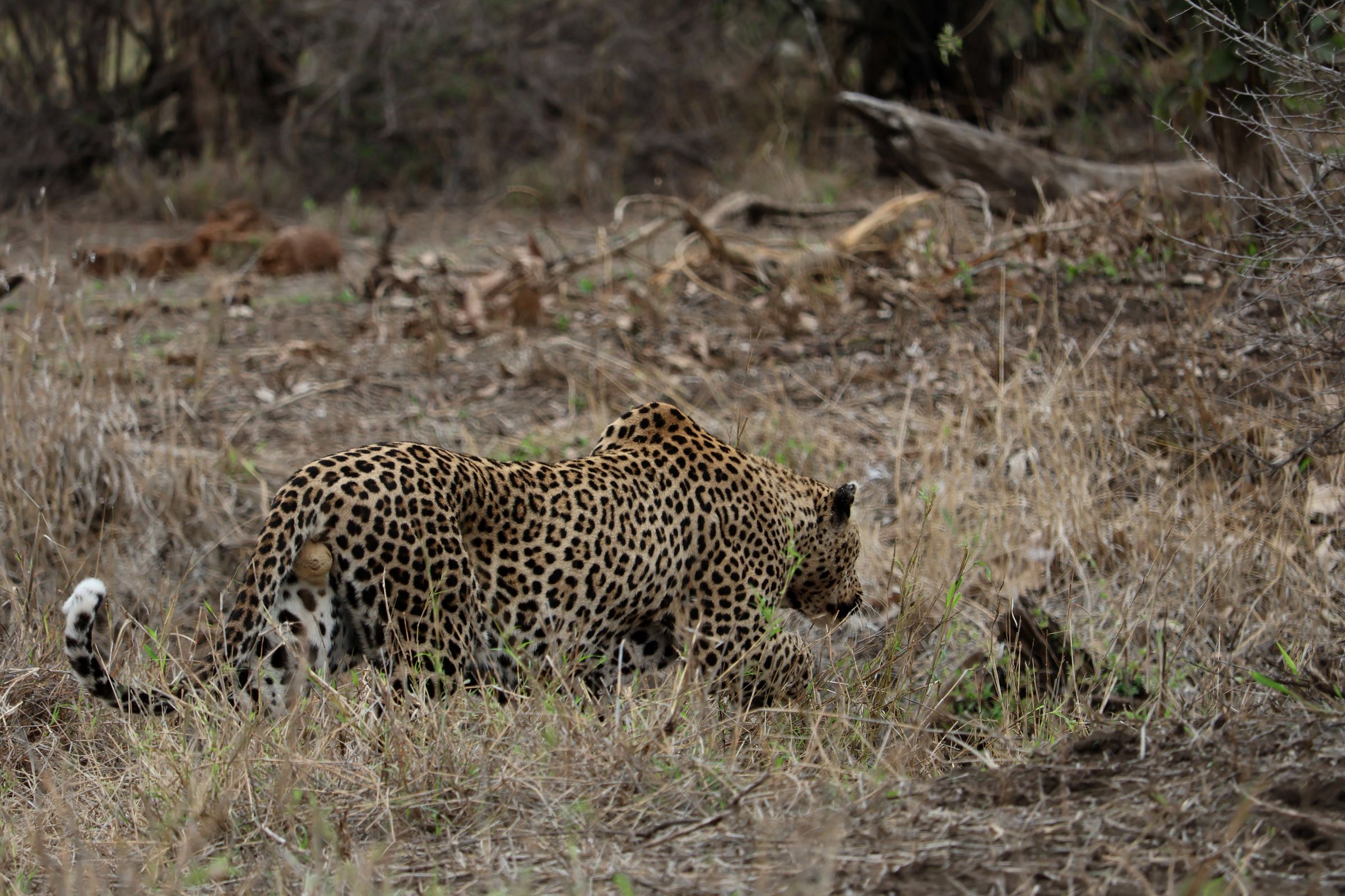 Tag 18 – Kruger Nationalpark (Tag 2) Tag 18 – Kruger Nationalpark (Tag 2)