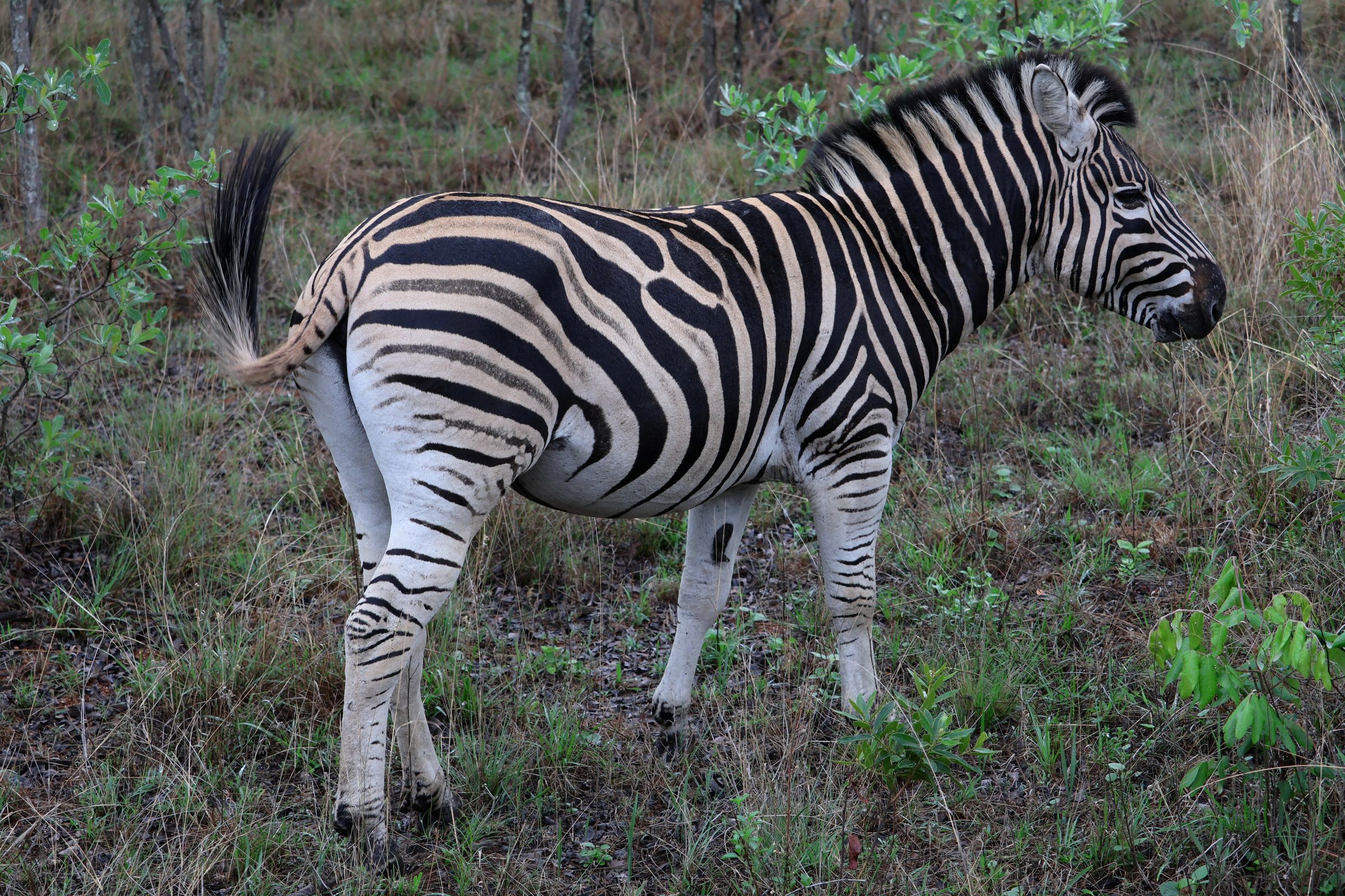 Tag 19 – Welgevonden Game Reserve Tag 19 – Welgevonden Game Reserve