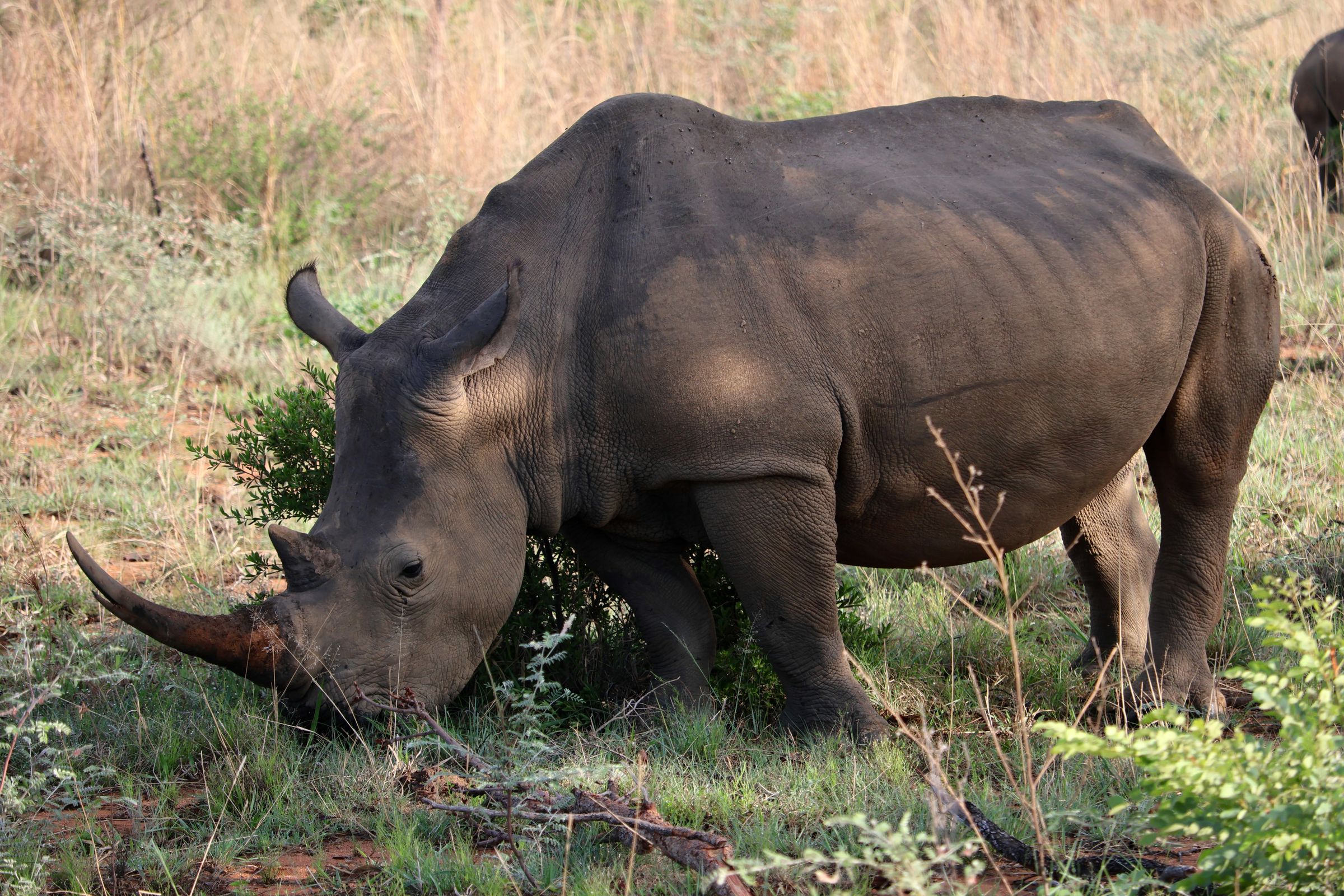 Tag 20 – Tag der Nashörner Tag 20 – Tag der Nashörner