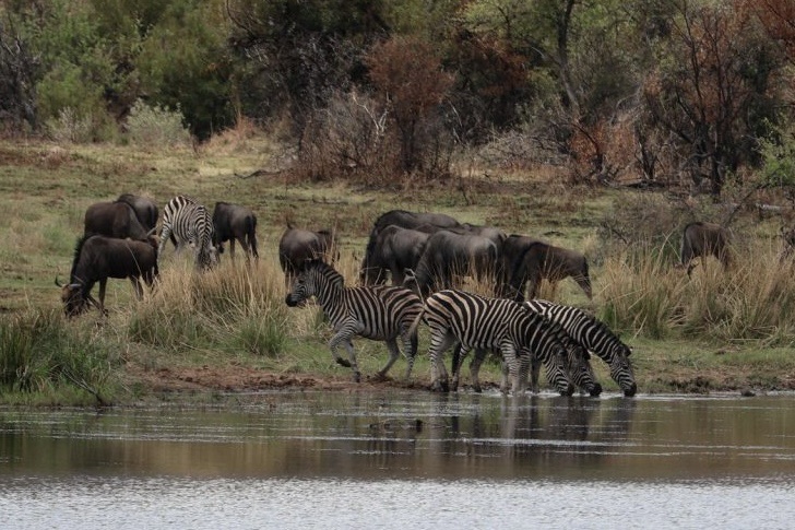 Tag 21 – Pilanesberg Nationalpark Tag 21 – Pilanesberg Nationalpark